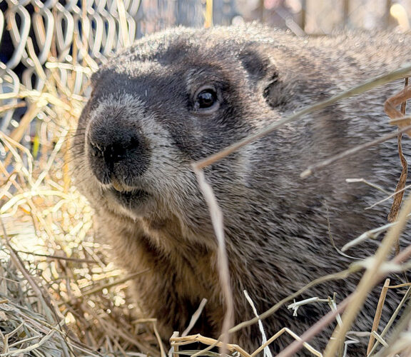 French Creek Freddie predicts six more weeks of winter